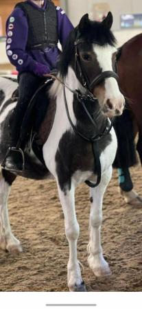 Image 1 of 12hh Skewbald mare - not 1st pony