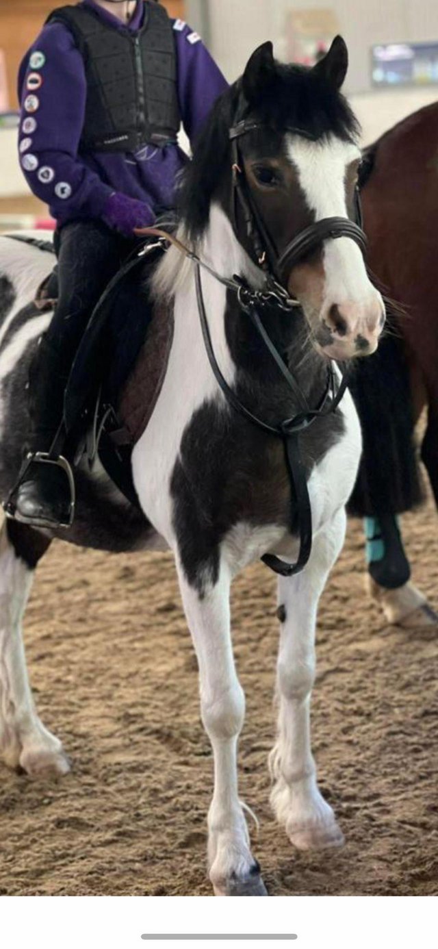Preview of the first image of 12hh Skewbald mare - not 1st pony.