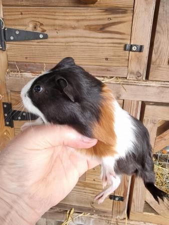 Image 3 of Baby boar guinea pigs for sale