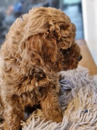 Image 6 of Red toy poodle male puppy