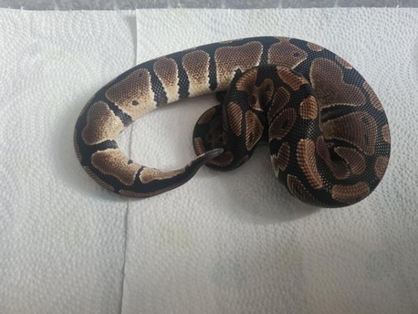 Image 2 of YellowBelly Ball Python - Male CB23