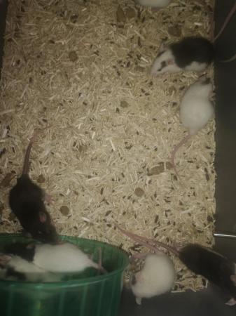 Image 5 of Dumbo rats males and female