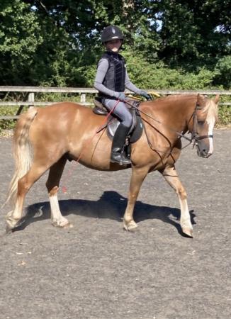 Image 1 of Beautiful Welsh section c pony for sale