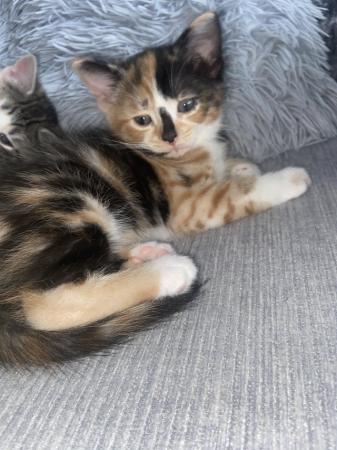 Image 4 of Stunning kittens for sale