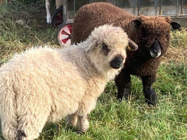Image 8 of Swiss Valais X Lambs - Friendly, Perfect Pets £150each