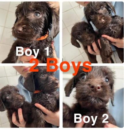 Image 6 of ?? Labradoodle puppies ??