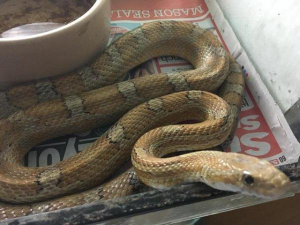 Image 5 of CAPTIVE BRED ADULT CORN SNAKE GREAT PET