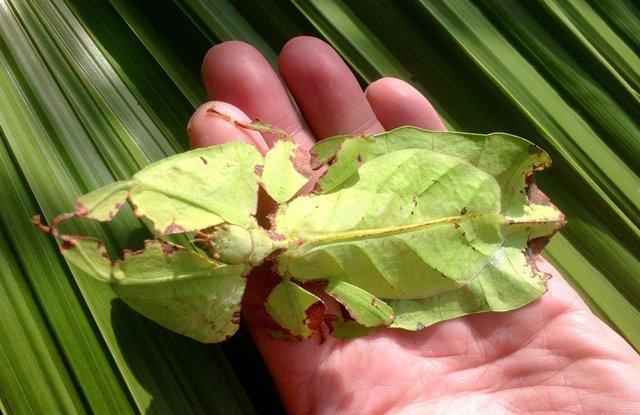 Image 2 of 6x Nymphs of Phyllium Giganteum Leaf Insect (stick insect)