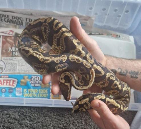 Image 8 of 3 different ball pythons for sale varying morphs £60 each
