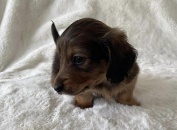Image 5 of Long Haired Miniature Dachshund Puppies