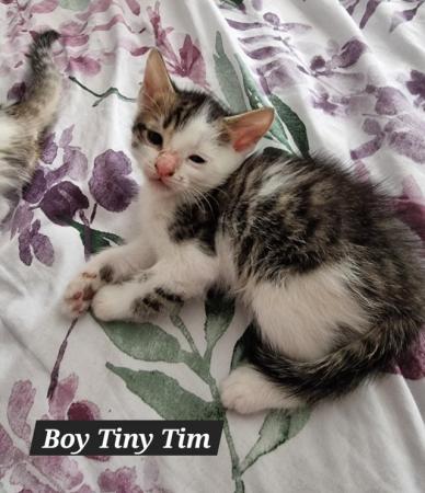 Image 4 of 3 stunning kittens for sale 2 males and 1 female.