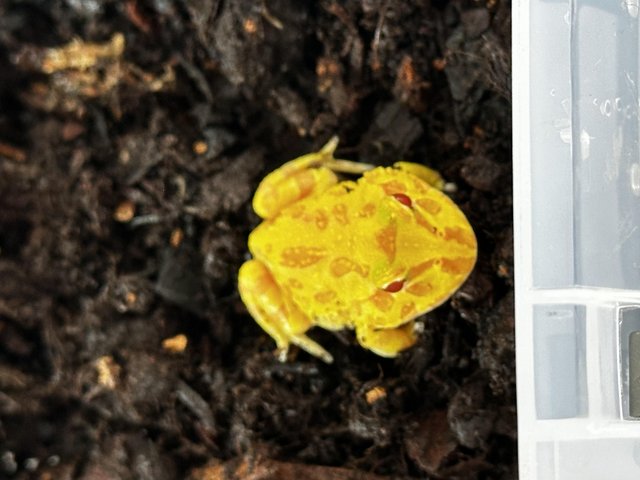 Preview of the first image of VARIOUS Pacman frogs available.