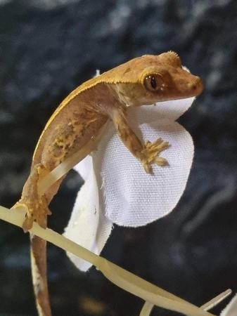 Image 9 of Beautiful Crested Geckos!!! (ONLY 1 LEFT)