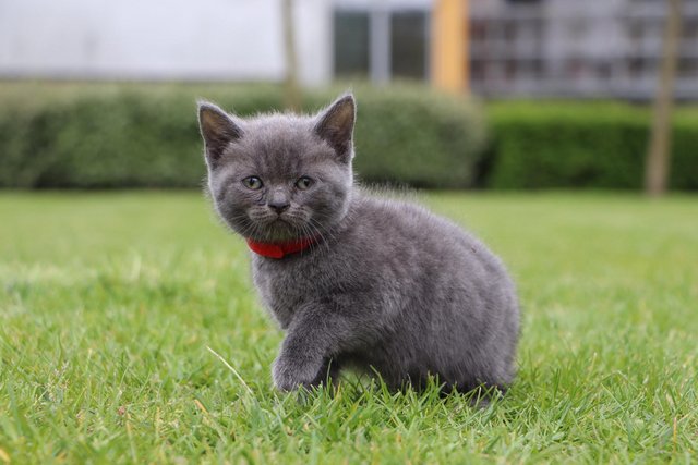 Image 10 of British Blue Kittens for sale