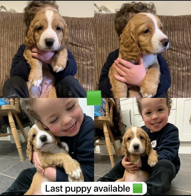 Preview of the first image of Golden Cocker Spaniel Pups.