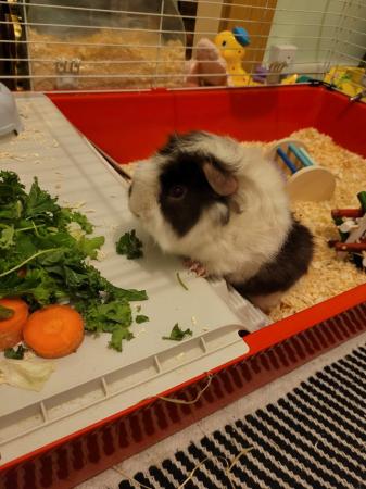 Image 1 of Full guinea pig set up including female pig outdoor cage and