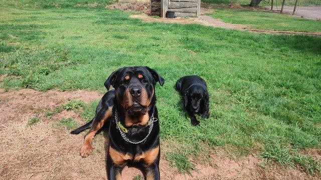 Image 4 of Male rottwileer called Rudy needs a good home
