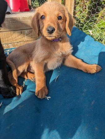 Image 10 of Red Labradoodle puppies