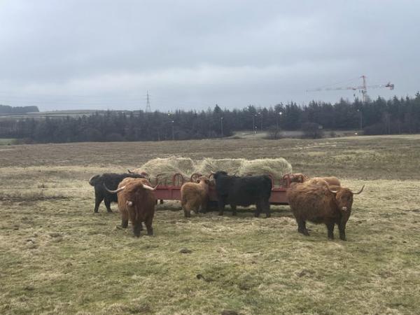 Image 1 of Highland Cattle Fold dispersal