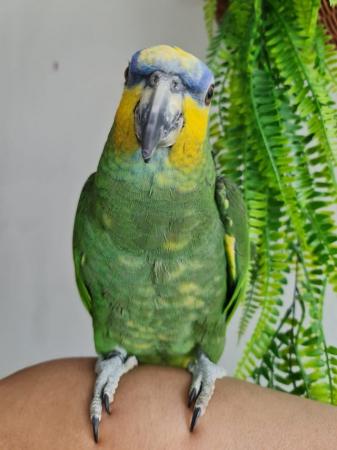 Image 5 of Hand reared Tame and Talking Amazon Parrot