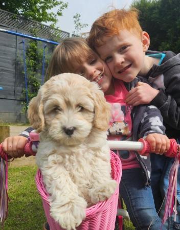 Image 1 of Stunning Cockapoo Puppy (F) READY for her forever home NOW!