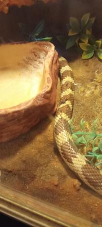 Image 5 of Californian king snakecream and brown