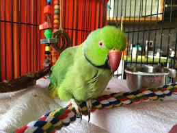 Image 1 of Indian ringneck female wanted