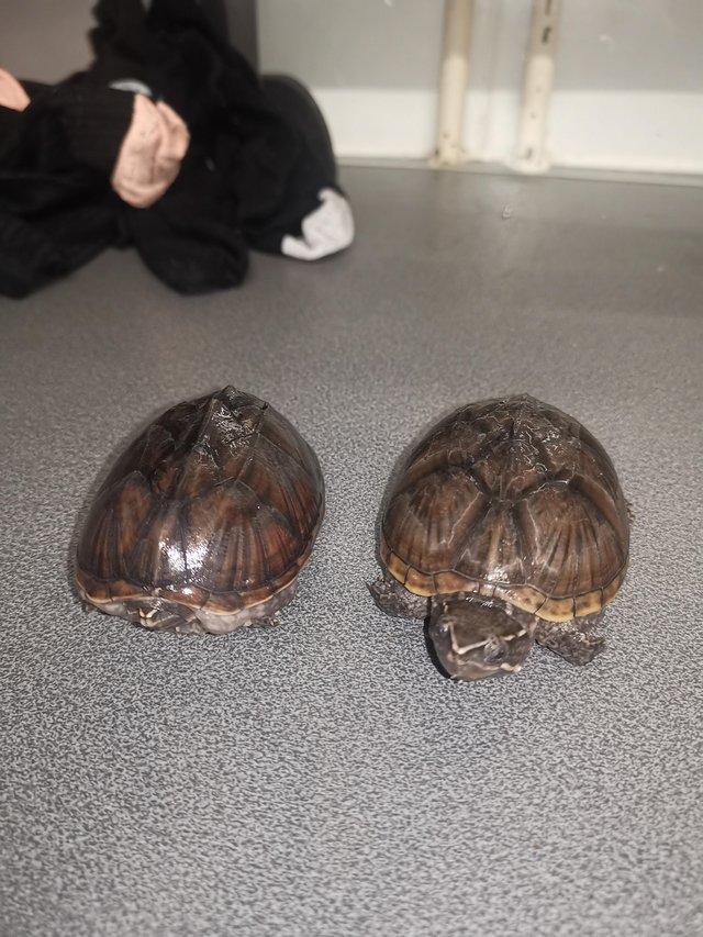 Preview of the first image of *REDUCED* 2 male 3 year old musk terrapins.