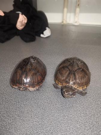 Image 1 of 2 male 3 year old musk terrapins