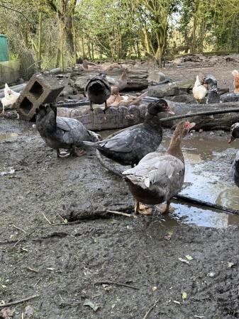 Image 4 of Mixture of Muscovy Ducks for sale