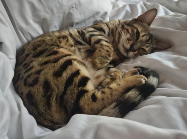 Image 3 of Cute bengal cat looking for good home (toilet trained)