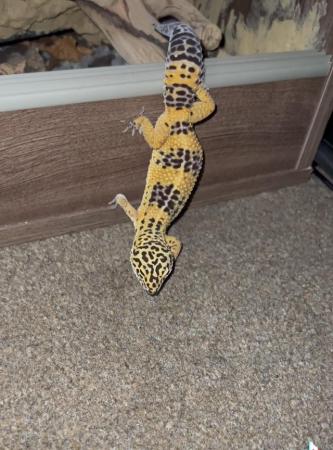 Image 2 of 3 year old leopard gecko