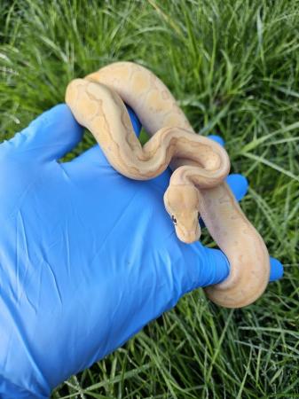 Image 3 of Female Banana Lesser Pinstripe Ball python