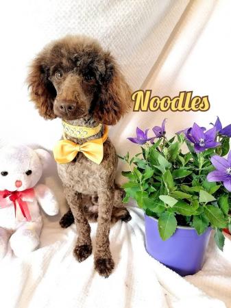 Image 1 of Lovely 11 week old jackapoo x poodles puppies for sale