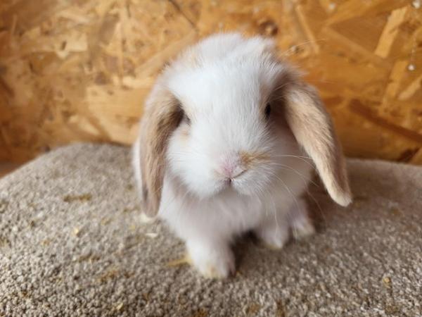 Image 13 of Baby Mini Lop Doe in light tri READY NOW