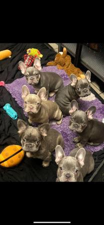 Image 4 of French bulldog puppies top quality lilac pink fluffy