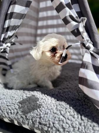 Image 11 of 4 Maltese pups for sale