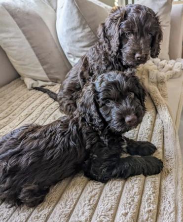 Image 3 of Cockerpoo Puppies for sale