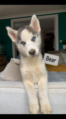 Image 2 of Two Stunning Male Husky Puppies