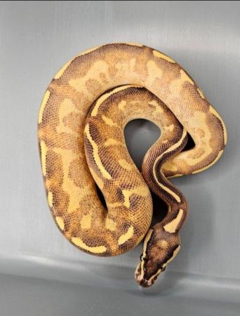 Image 4 of Male Enchi Freeway Ball python