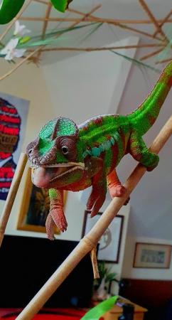 Image 3 of Rehoming adult panther chameleon