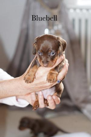 Image 13 of 5 Star KC Reg Chocolate Miniature Dachshund Puppies