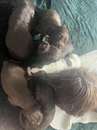 Image 3 of Beautiful cocker spaniel puppies - 3 boys 2 girl left