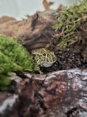 Image 5 of Baby African Bullfrog and Pacman for sale