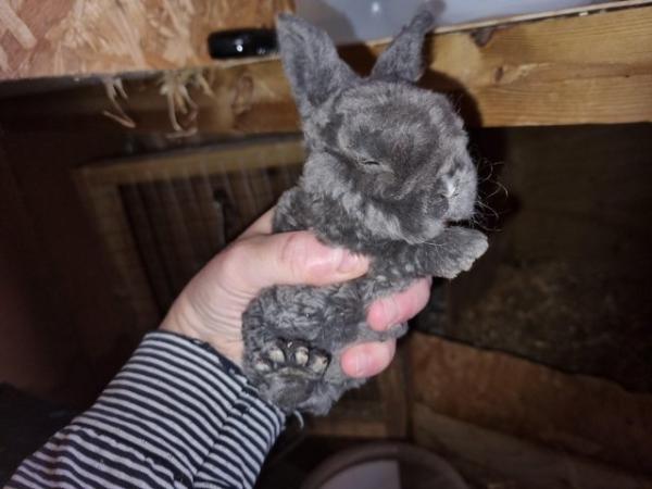 Image 2 of Mini lop baby's mixed litter hobby breeder