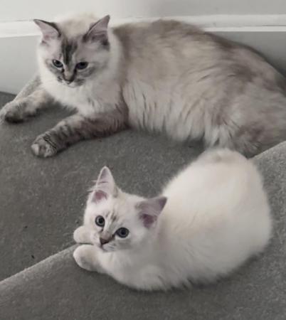 Image 6 of Last 2 GCCF pedigree Ragdoll kittens available