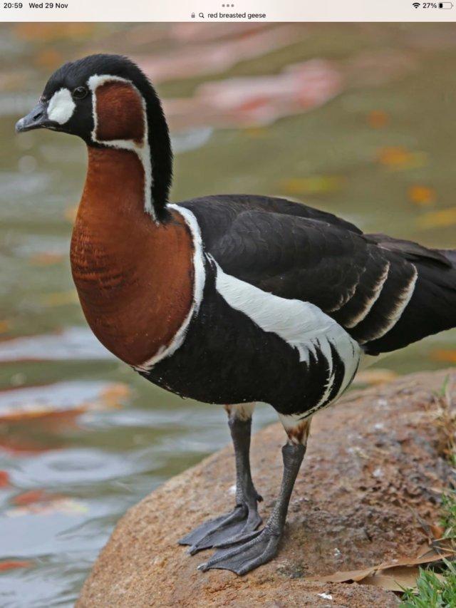 Preview of the first image of Red breasted geese needed adults preferably.