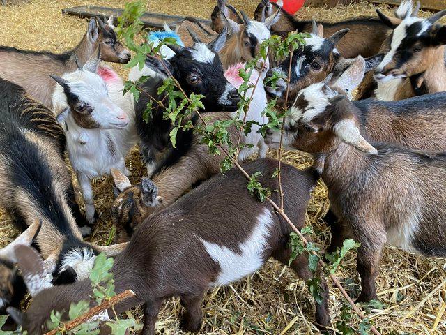 Preview of the first image of Ready to start Goating? Then talk to us. Pygmy goats ready!.