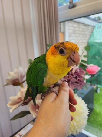 Image 4 of Caique Female - *silly tame with cage*