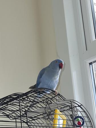 Image 2 of blue female ringneck parrot
